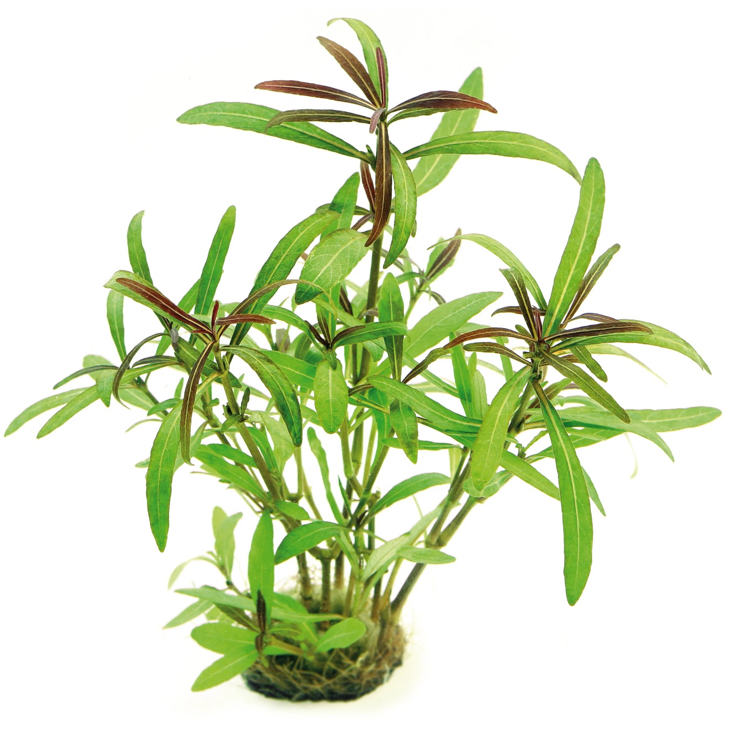 Dennerle Plants Aquariumpflanze Hygrophila Lancea Araguaia In-Vitro