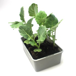 6er Schale Romanesco (Brassica oleracea var. botrytis) Jungpflanzen im Anzuchtbehälter.