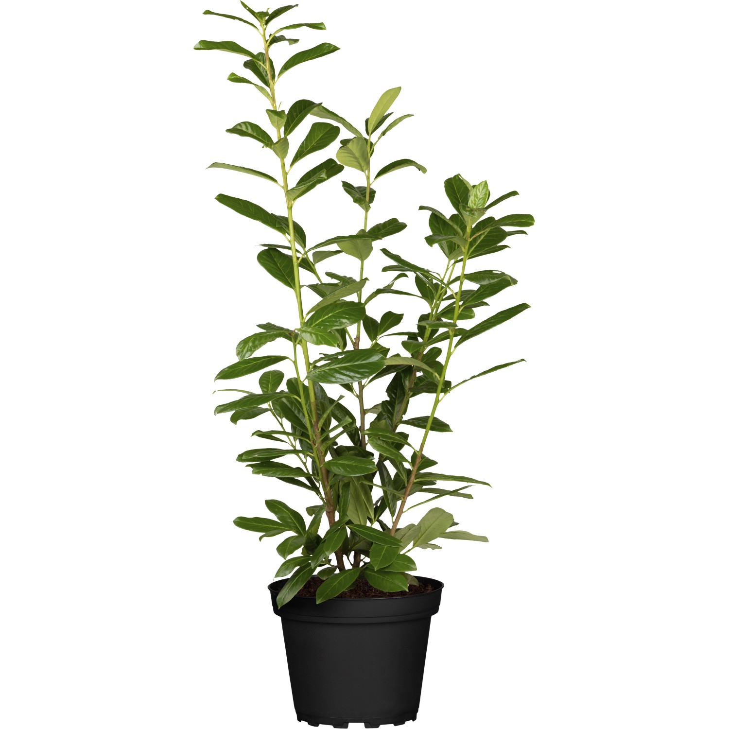 Kirschlorbeer Novita Set à 45 Stück Höhe ca. 60 - 80 cm Prunus,aurocerasus