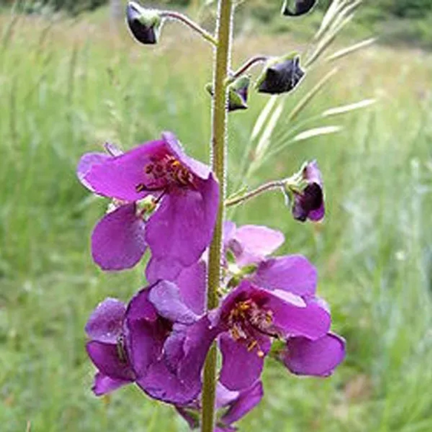 6 x Königskerze Verbascum phoeniceum Topf 9cm Beetrandpflanze