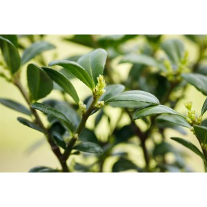 Nahaufnahme der Japanischen Stechpalme 'Dark Green' mit glänzenden, dunkelgrünen Blättern und kleinen Blüten.