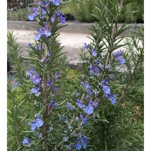 Blühender Rosmarin 'Corsican Blue' mit blauen Blüten, Nahaufnahme der Staude.