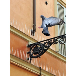 Taube landet auf Hauswand mit Swissinno Taubenabwehr-Spikes (100 cm).
