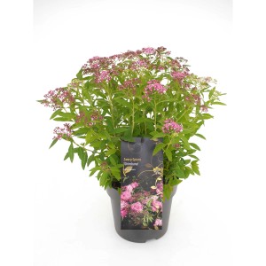 Zwergspiere Shirobana im Topf mit rosa-weißen Blüten.