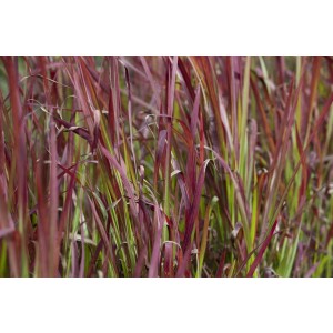 Detailaufnahme des roten Japanischen Blutgras (Imperata Cylindrica Red Baron) im 9x9 cm Topf.