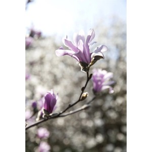 Nahaufnahme einer rosa blühenden Sternmagnolie (Magnolia Loebneri) mit hellen Blütenblättern.