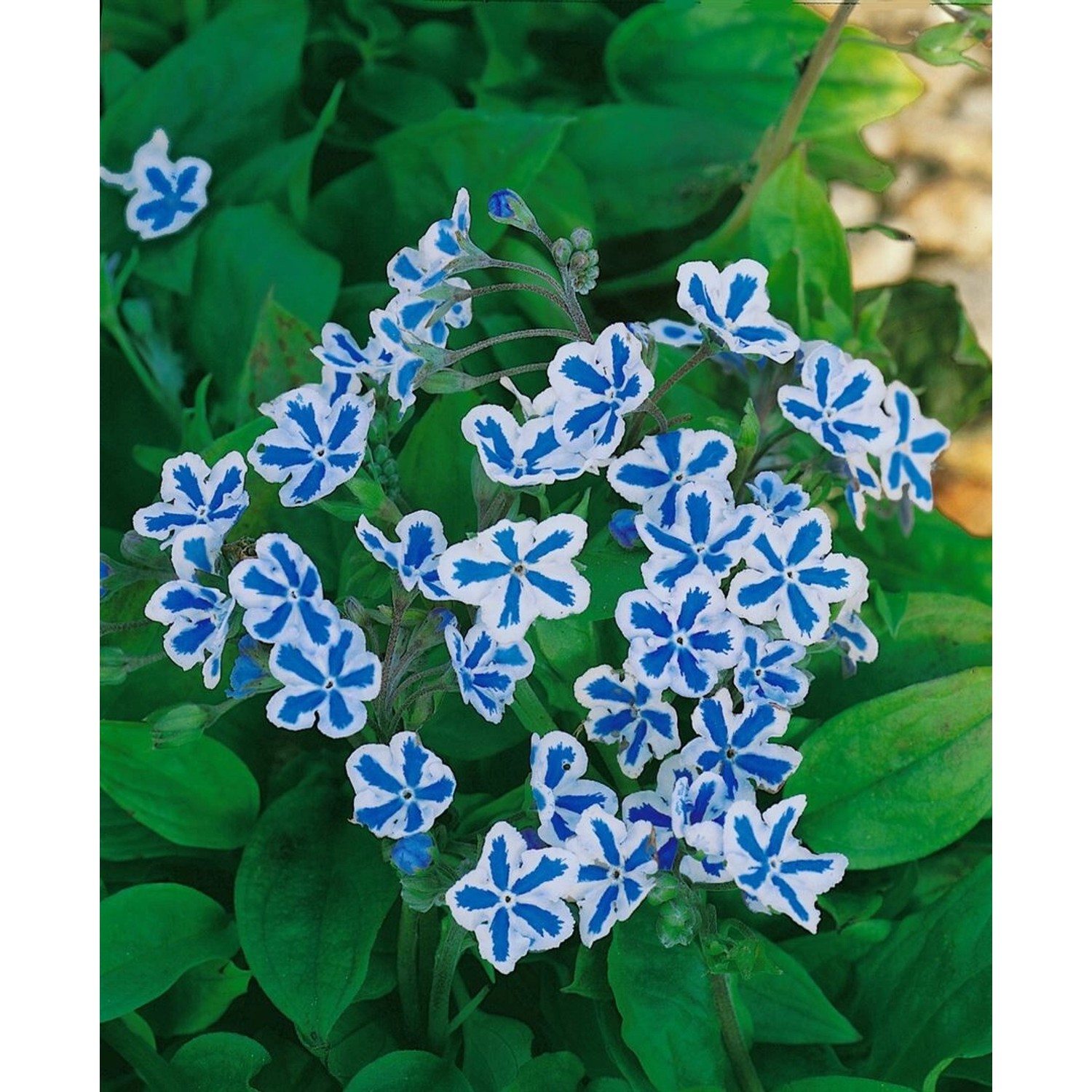 Omphalodes Cappadocica Starry Eyes Kaukasus Vergissmeinnicht Ca 11x11 cm To günstig online kaufen