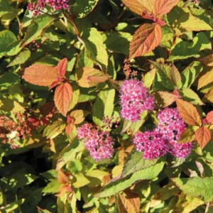 Sommerspiere 'Firelight' Spiraea japonica 25 bis 30 cm im Container Herbstfärbung
