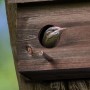 Braun gebeizter Relaxdays Nistkasten aus Holz mit Vogel am Einflugloch.