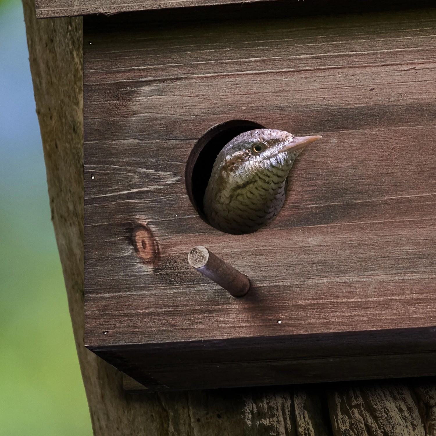 Braun gebeizter Relaxdays Nistkasten aus Holz mit Vogel am Einflugloch.