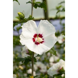 Garteneibisch 'Red Heart' (Hibiscus Syriacus) mit großer, weißer Blüte und rotem Herz.