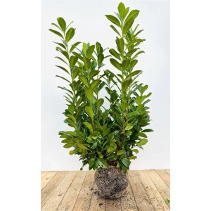 Buschiger Kirschlorbeer 'Novita', 100-120 cm, mit glänzend grünen Blättern als Heckenpflanze.