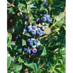 Nahaufnahme der Heidelbeere 'Hardyblue' mit reifen, blauen Beeren und grünen Blättern.