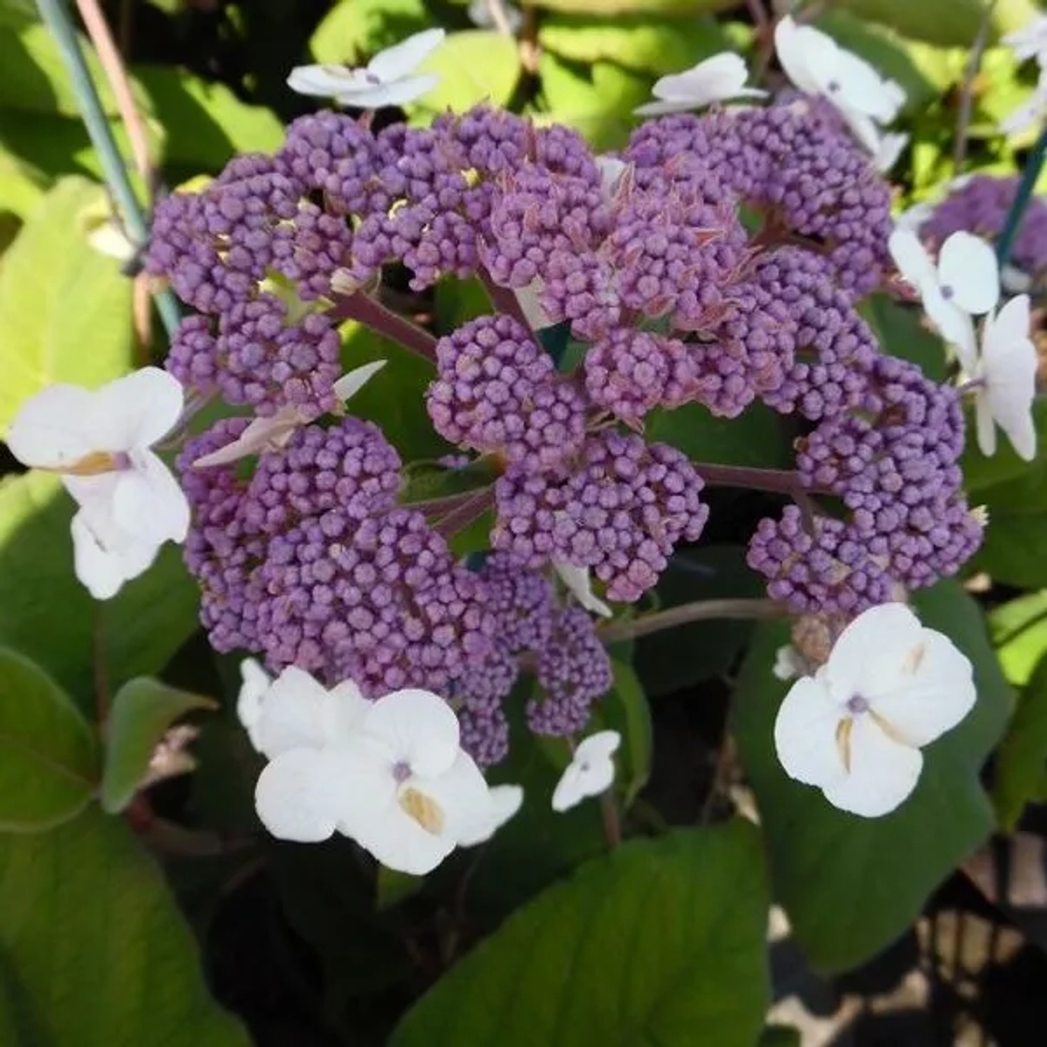 Samthortensie 'Sargentiana' Hydrangea aspera 25 bis 30 cm im Container Dunkelgrünes Laub