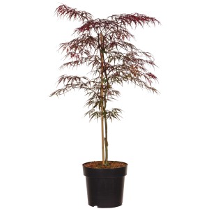 Japanischer Fächerahorn 'Dissectum Garnet' im Topf, ca. 40-60 cm hoch, mit burgunderrotem Laub.