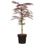 Japanischer Fächerahorn 'Dissectum Garnet' im Topf, ca. 40-60 cm hoch, mit burgunderrotem Laub.