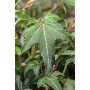 Detailaufnahme von Hedera Helix 'Green Ripple' Efeu mit gewellten, grünen Blättern.
