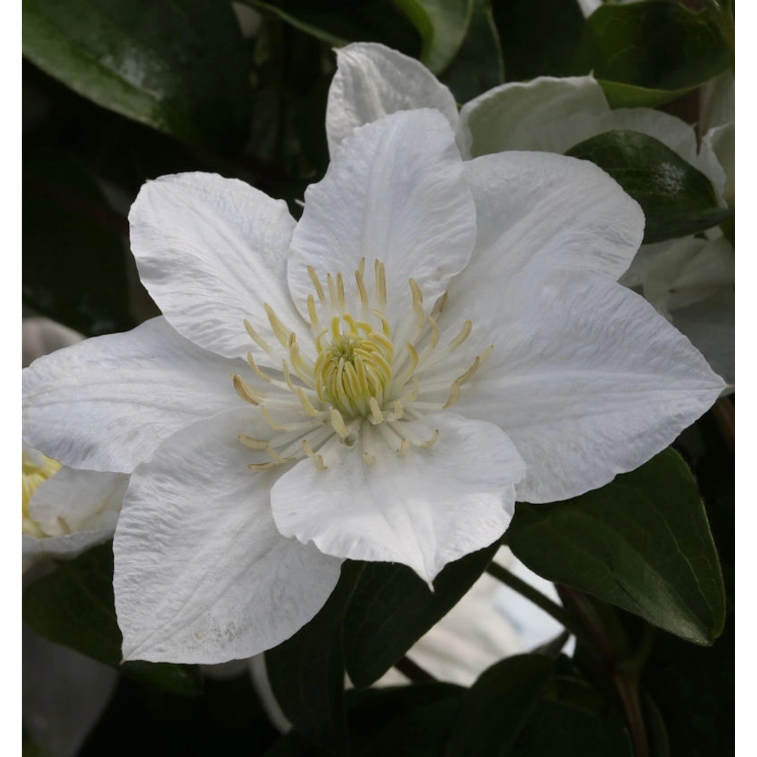 Waldrebe Apollonia 60-80cm - Clematis günstig online kaufen