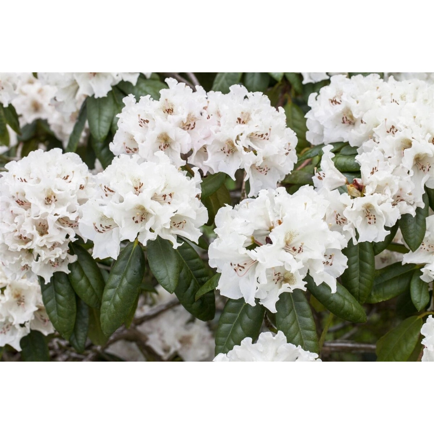 Rhododendron Hybr. Bellini Rosa Blüten 50–60 cm günstig online kaufen