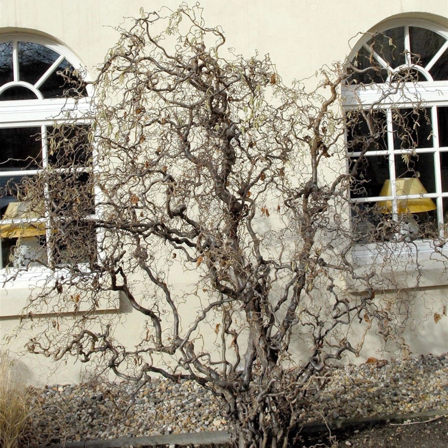 Korkenzieher Hasel 60-80cm - Corylus avellana günstig online kaufen