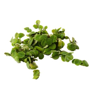 Stoffels Aquariumpflanze Salvinia natans S, grüne Schwimmpflanze für Aquarien.