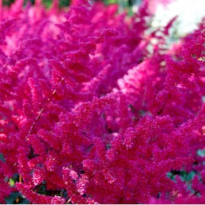 Prachtspiere 'Fanal' (Astilbe arendsii) mit leuchtend pinkfarbenen Blüten im Detail.