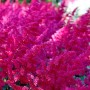 Prachtspiere 'Fanal' (Astilbe arendsii) mit leuchtend pinkfarbenen Blüten im Detail.