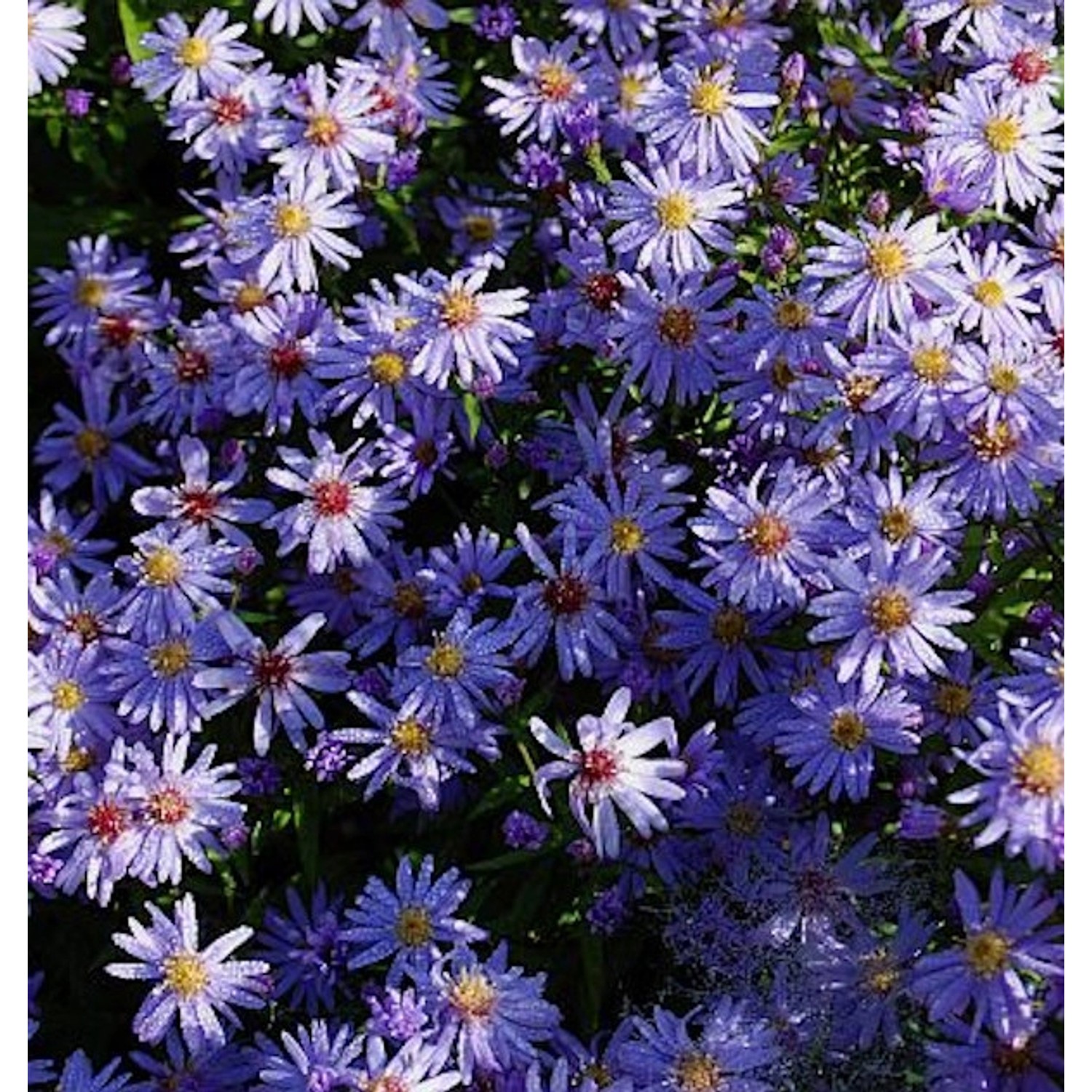 Schleieraster Little Carlow - Aster cordifolius günstig online kaufen