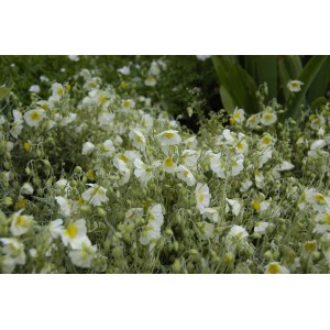 Nahaufnahme des weißen Sonnenröschens 'Snow Queen' im 9x9 cm Topf, ideal für Steingärten.