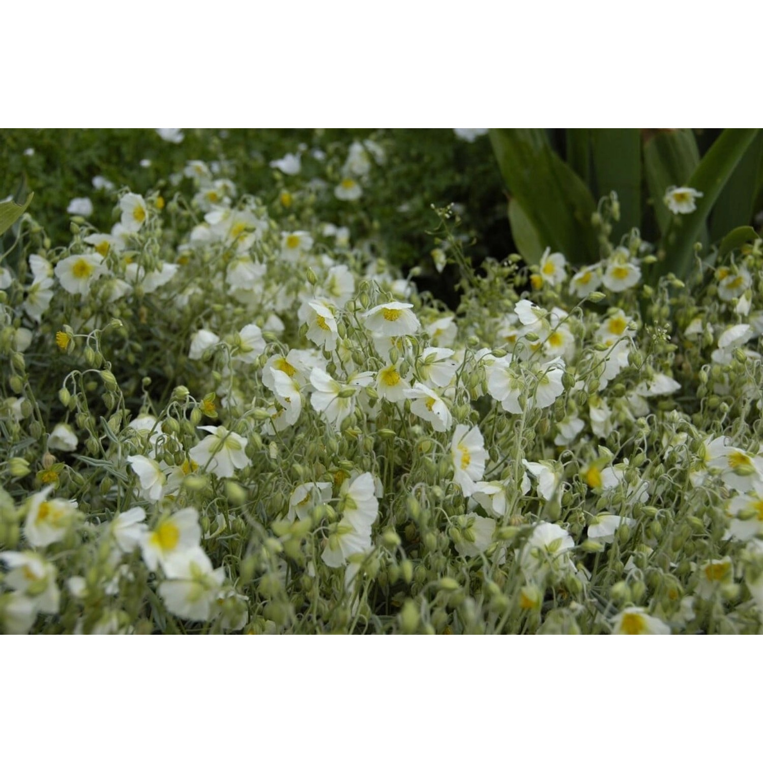Helianthemum X Cult.'snow Queen' Sonnenröschen Ca. 9x9 cm Topf günstig online kaufen