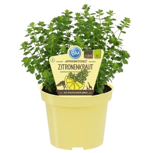 Blu Afrikanisches Zitronenkraut im Topf (Ø 12cm). Aromatische Kräuter für Küche & Garten.