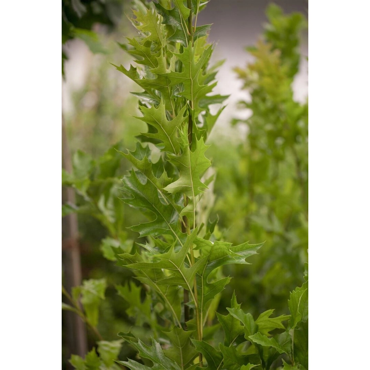 Quercus Palustris Green Pillar Sumpf-Eiche 60–80 cm günstig online kaufen