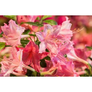 Nahaufnahme des rosa blühenden Rhododendron Viscosum Jolie Madame Sumpf-Rhododendron.