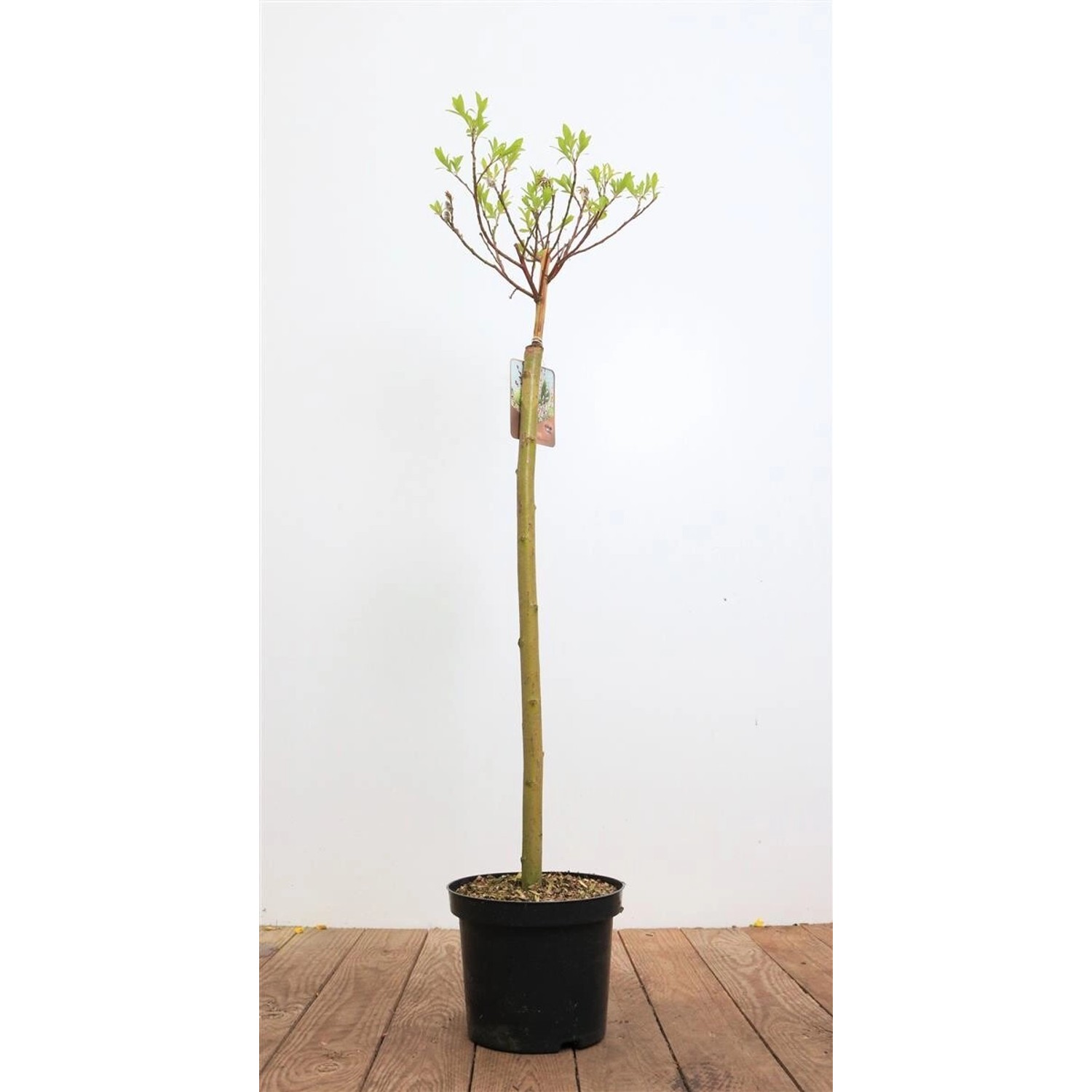 Salix Gracilistyla Mount Aso Weidenkätzchen Rosa Blüten 60 cm Stammhöhe günstig online kaufen