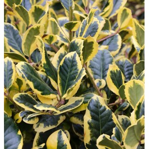 Gelbbunte Stechpalme 'Golden King' mit grün-gelben Blättern, Nahaufnahme.