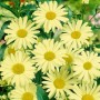 Gelbe Margeriten (Leucanthemum) im 9x9 cm Topf, eine blühende Zimmerpflanze für sonnige Standorte.