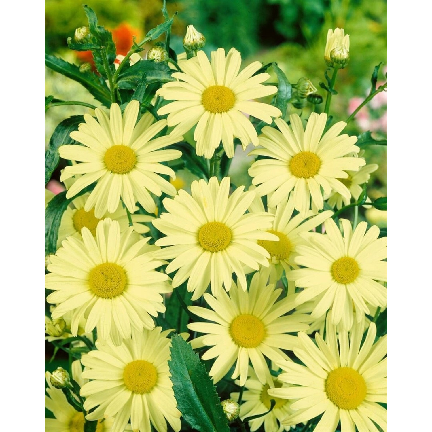 Leucanthemum X Superbum Margerite Ca. 9x9 cm Topf günstig online kaufen