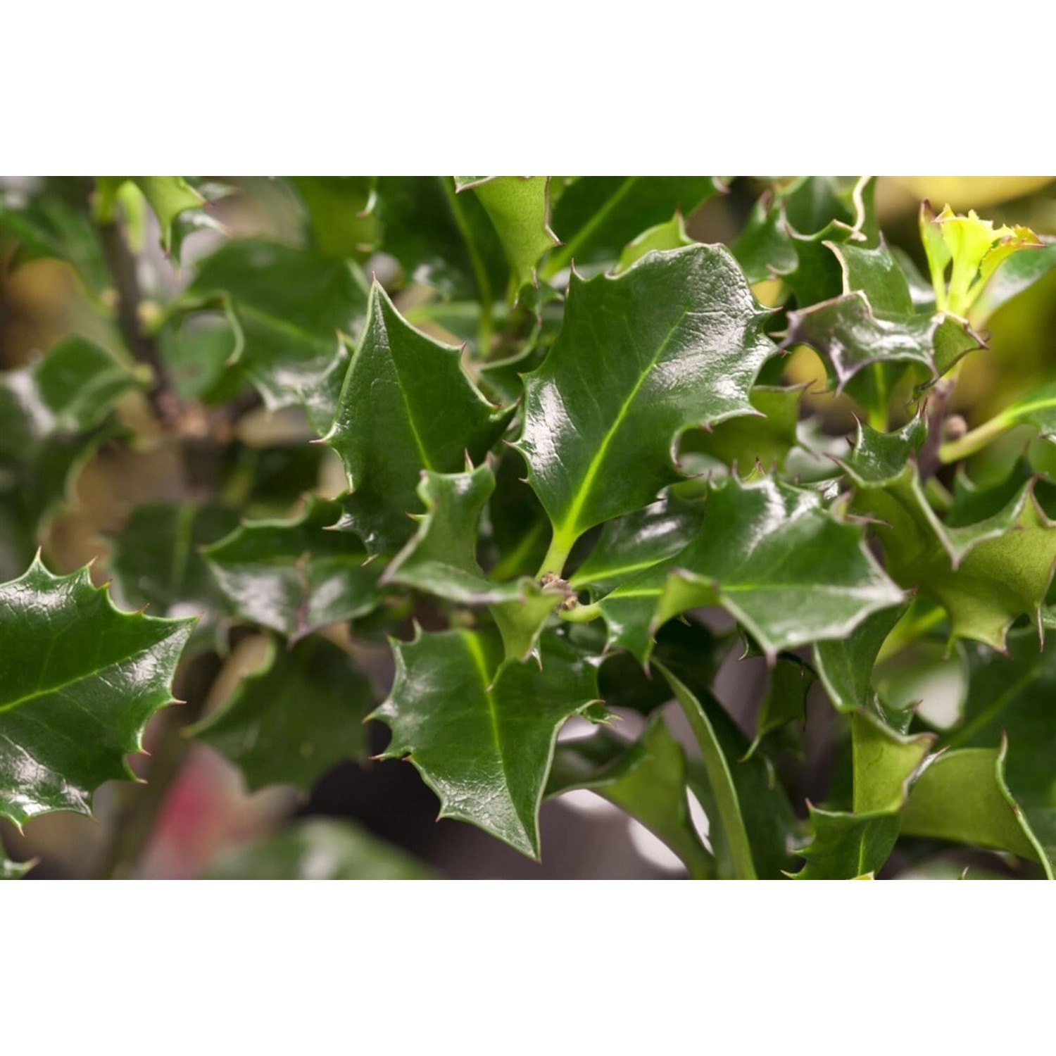 Nahaufnahme der glänzend grünen Blätter der Ilex meserveae 'Blue Angel' Heckenpflanze.