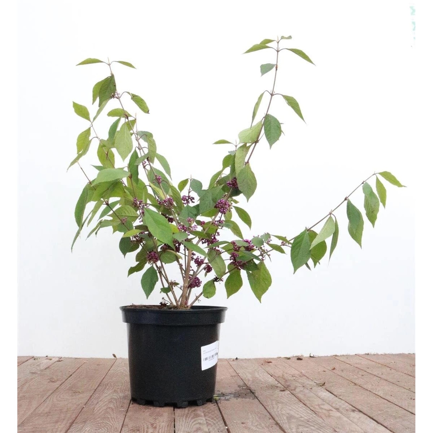 Callicarpa Bodinieri Profusion Schönfrucht Violette Beeren 60–80 cm günstig online kaufen