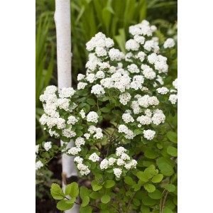 Blühende Spiraea vanhouttei (80-100 cm) mit weißen Blüten, ideal als Heckenpflanze.