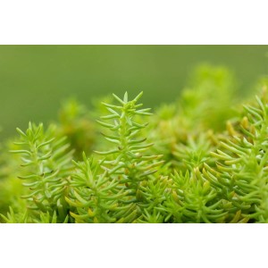 Detailaufnahme der gelbgrünen Sedum Reflexum Angelina Fetthenne im 9x9 cm Topf.