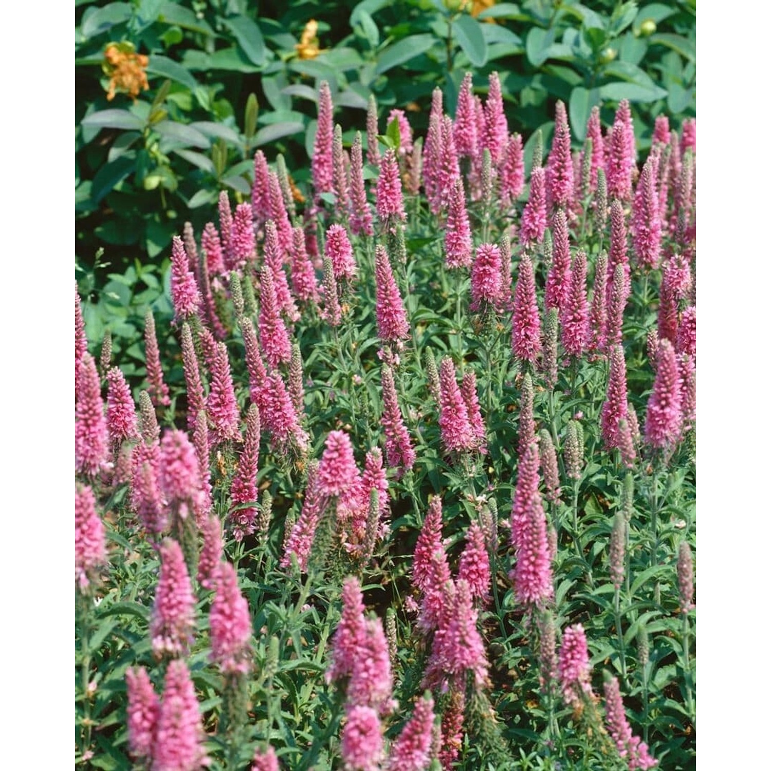 Veronica Spicata Heidekind Ähriger Ehrenpreis Ca. 9x9 cm Topf günstig online kaufen