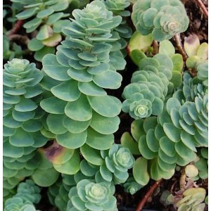 Nahaufnahme der Rundblättrigen Fetthenne (Sedum anacampseros), einer grünen Staude mit runden Blättern.