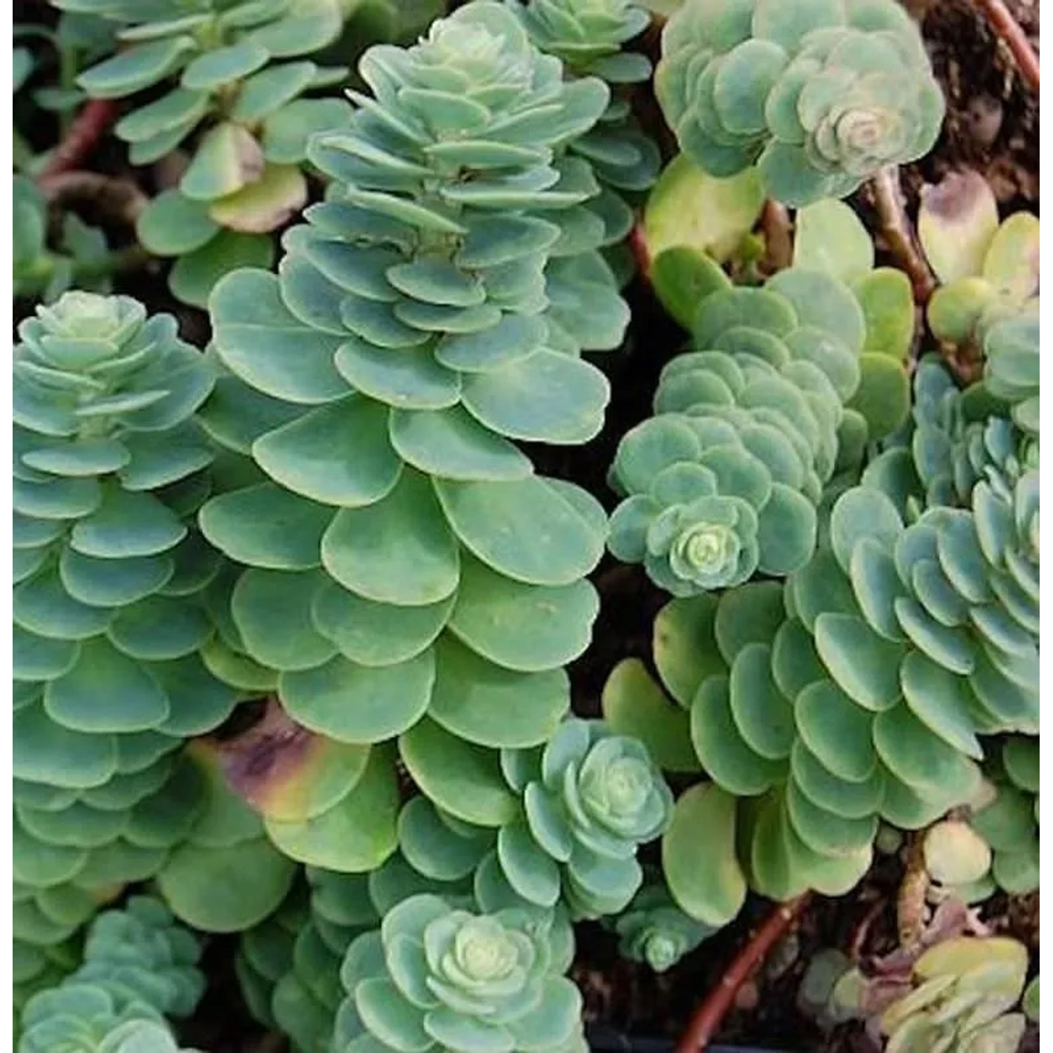 Rundblättrige Fetthenne - Sedum anacampseros