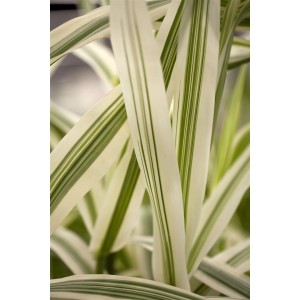 Detailaufnahme des grün-weiß gestreiften Riesenschilfs Arundo Donax Variegata.