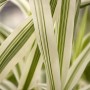 Detailaufnahme des grün-weiß gestreiften Riesenschilfs Arundo Donax Variegata.