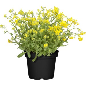 Gelbes Felsen-Steinkraut im Topf, Aurinia saxatilis, ideal für Steingärten.