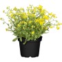 Gelbes Felsen-Steinkraut im Topf, Aurinia saxatilis, ideal für Steingärten.