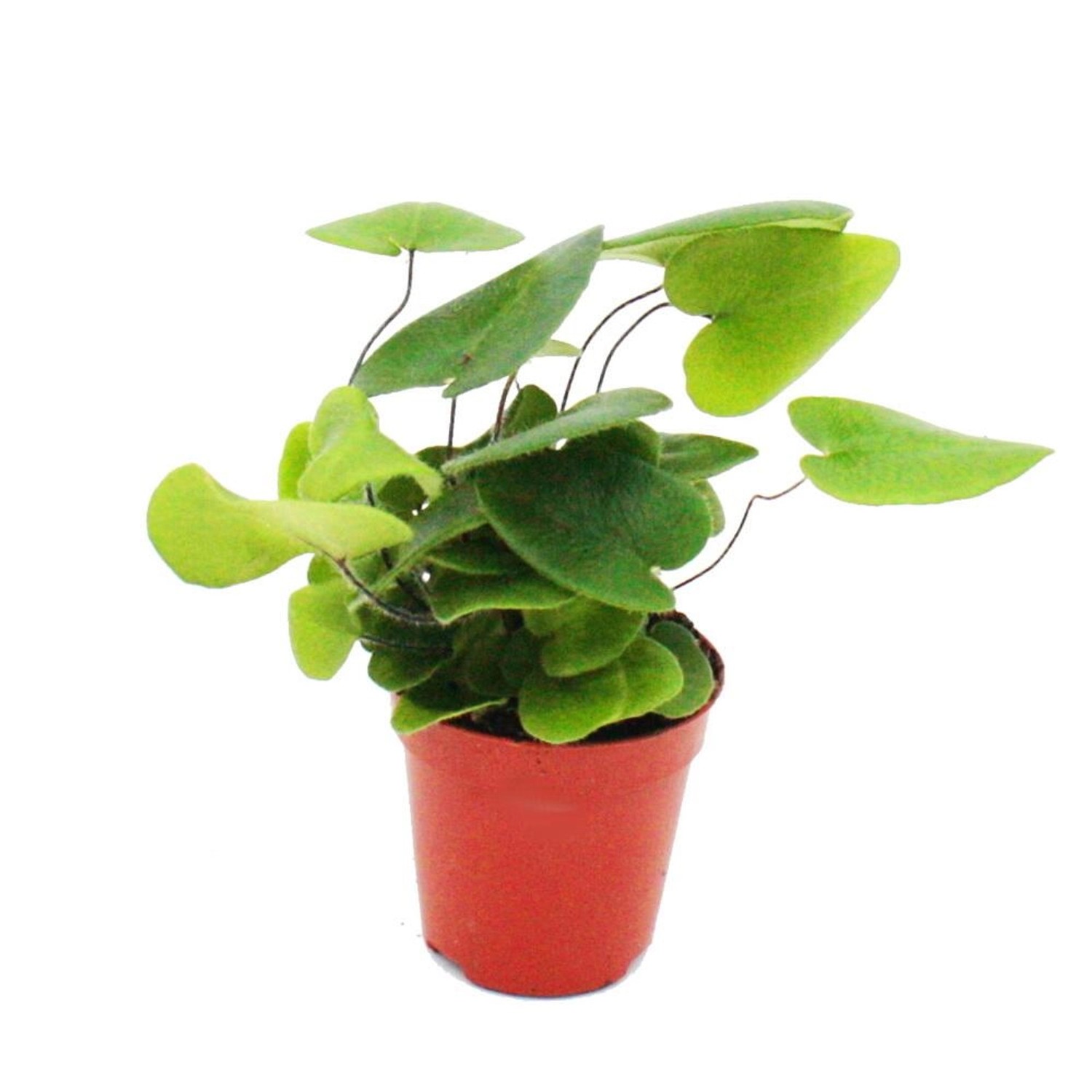 Exotenherz Mini Farn Trio Set mit 3 Verschiedenen Mini Farnen Asplenium