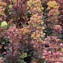 Mandelblättrige Wolfsmilch 'Blackbird' mit dunkelrotem Laub und zartgrünen Blüten. Robuste Staude.